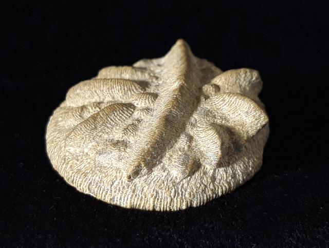 Aspidiscus cristatus (LAMARCK 1801) - Bild © FossNet FossilienStore